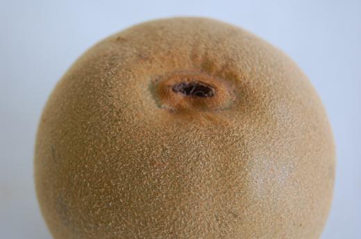 キウイのおしり/