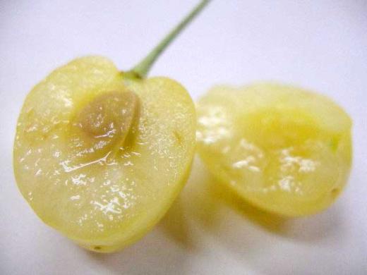 まぼろしの月山錦?!/