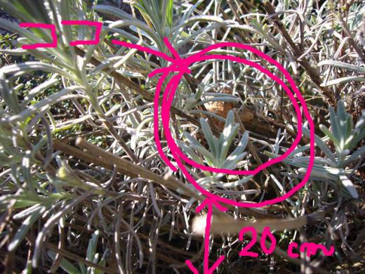 カマ・スーザン・キリ さん談/