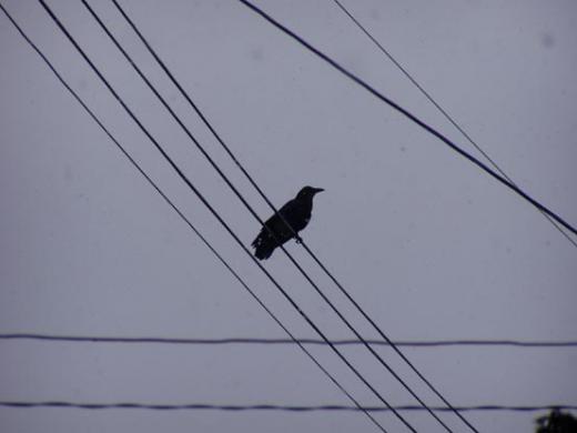 公園にカラス巣作り --comment/