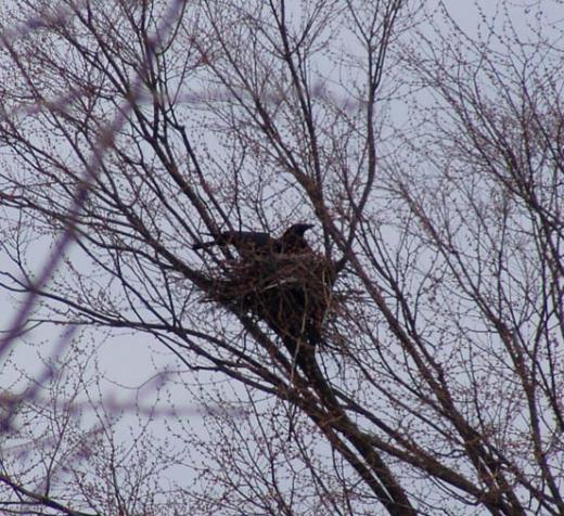 公園にカラス巣作り --comment/
