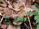 林床にツルアリドウシが:2005/11/04 11:43