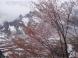 オオヤマザクラ咲く:2006/05/07 18:36
