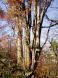 日本第2位のブナ 2:2006/11/06 15:51