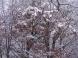 散らない落葉樹:2006/11/16 17:24