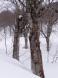 季節風の中のブナ 1:2007/03/05 21:12