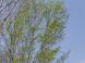 ブナ芽吹く 2:2007/05/14 21:08