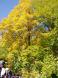 ブナの黄葉 3:2007/10/19 19:09