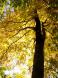 ブナ黄金 4:2007/10/19 19:19
