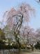 七小学校のしだれ桜:2009/04/11 16:54