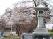 護国神社の桜:2009/04/11 16:57