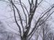 白ブナ:2010/02/15 12:11
