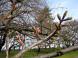 霞城のさくら:2010/04/13 09:13
