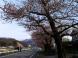 馬見崎川の桜:2010/04/23 11:31