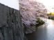 4/24霞城の桜:2010/04/24 17:15