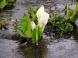 リュウキンカ広場は ミズバショウ:2010/05/05 14:45