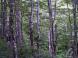 湿り気のあるブナ林:2010/09/21 11:41