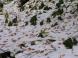 雪上模様:2010/10/29 20:43