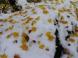 雪上模様 5:2010/10/30 09:04