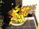 我が家の秋 ブナ:2010/11/04 08:09