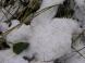 雪にカラマツ:2010/11/18 21:00