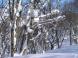 着雪のブナを追う:2011/02/02 19:21
