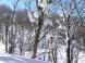 枝の雪 2:2011/02/02 20:05