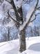 縄文の台地 1:2011/02/08 11:57