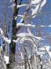 傾斜地のブナ 1:2011/02/17 09:39