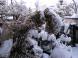 名残雪 3:2011/03/10 08:33