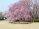 霞城公園 さくら 1:2011/04/27 14:26