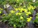 自然の花園:2011/05/18 08:39