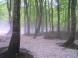 緑一際生えて:2011/05/29 19:12