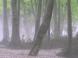 幻想の森:2011/05/29 19:09