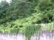 ミヤマニガウリの世界:2011/09/13 19:42