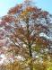 一本だけ紅葉:2011/10/21 10:54