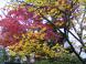 我が家の晩秋:2011/11/15 09:57
