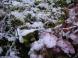 初雪:2011/12/10 08:43