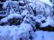 市内の雪:2011/12/25 09:43