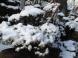 3/27 雪:2012/03/27 08:24