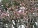霞城の桜 1:2012/04/22 12:19