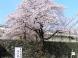 霞城公園の桜:2012/04/25 17:17
