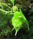 心に残る植物:2012/09/28 17:31