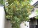 キンモクセイ:2012/10/03 11:39