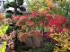Garden:2012/11/11 07:50