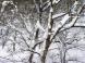 雪の舞い:2014/02/14 10:09