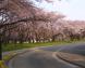 霞城公園:2014/04/16 08:06