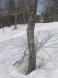 食痕と積雪:2014/04/27 07:46