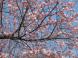 10月桜:2015/03/31 08:18