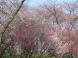 桜 1:2015/04/13 06:56
